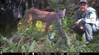 Tim Harrell - Florida Everglades Trail Camera Pickup