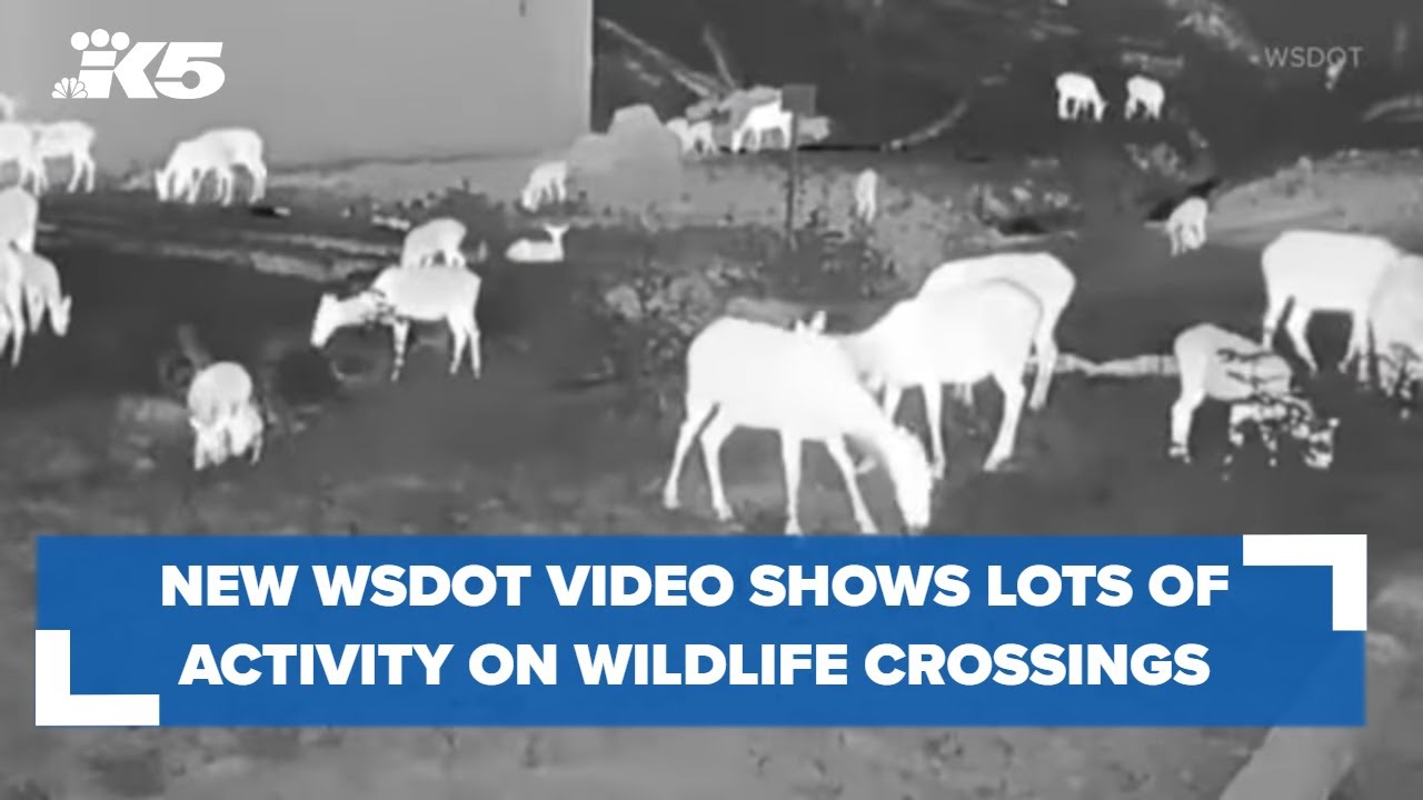 New WSDOT video shows benefits of wildlife crossings, with more coming to Washington