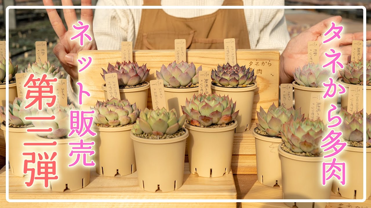 Last of the year] From 8pm on December 16th to 6pm on December