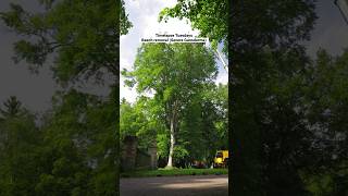 Beech removal with Ganorderma #arborist #timelapse #chainsaw #treework