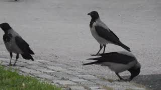 Crow protecting his peanut