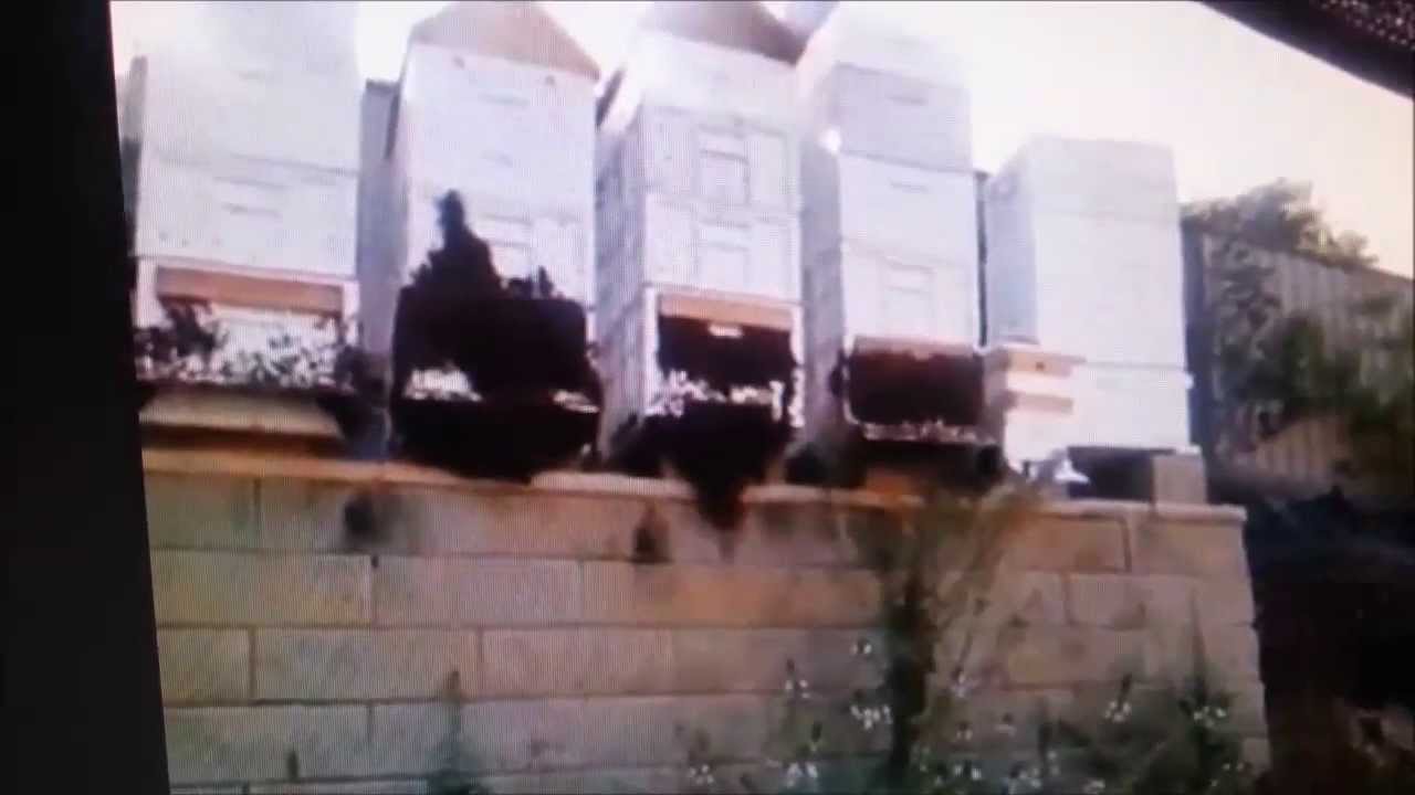 HEATWAVE! How do bees protect themselves.