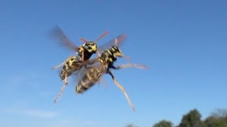 Download lagu Flight error at paper wasps. Flugfehler bei den Feldwespen