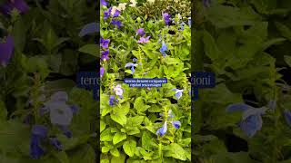 Salvia Patens💙🦋 #vivaifrigomassimo #garden #plants #flowers #gardening #shorts