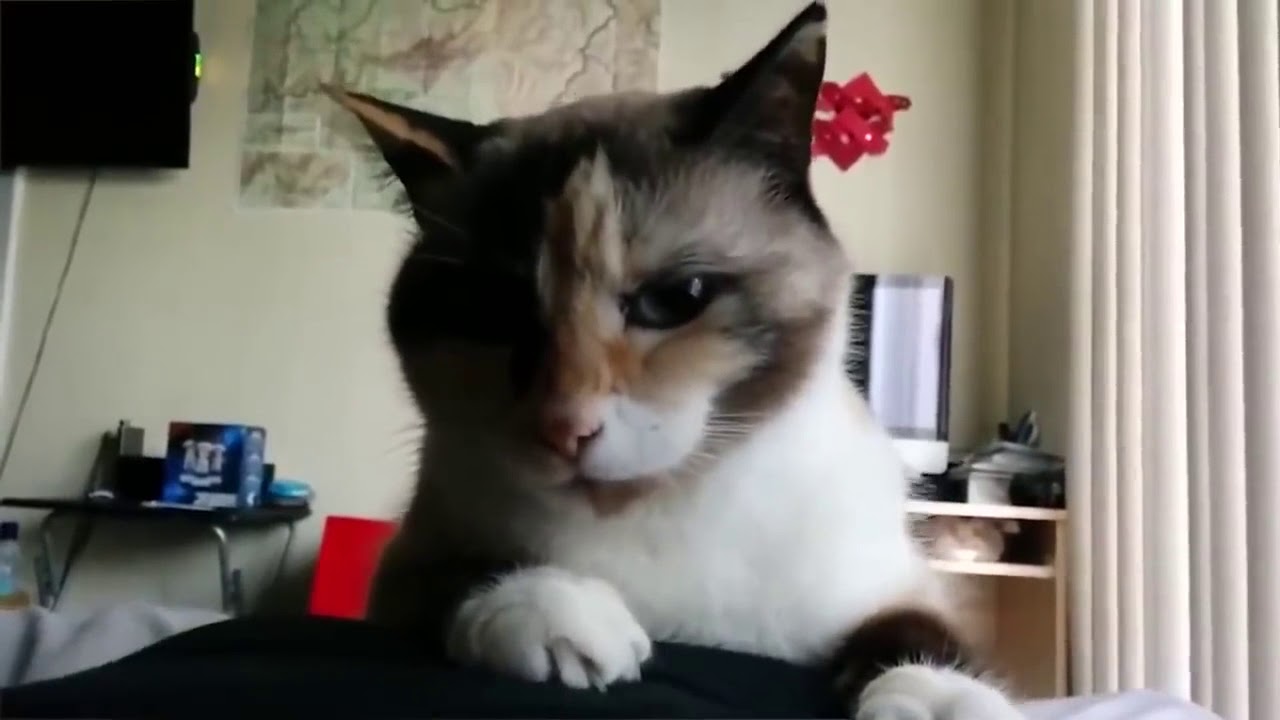 Смешное видео про ладу