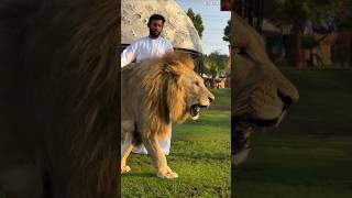 Lion vs Tiger: Kaun Jeetega? 😱 #shorts #lionvstiger #versus #animals #wildlife @WildWisdom_Facts