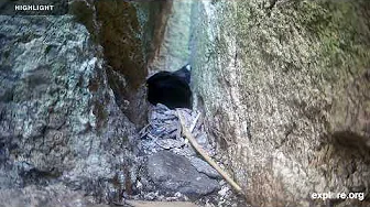 Audubon Guillemot Burrow Cam | 2025 Highlights