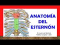 ANATOMÍA DEL ESTERNÓN. Rápida y Sencilla