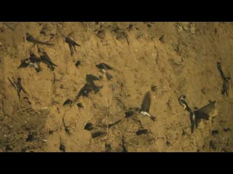 მენაპირე მერცხალი - Backsvala - Riparia riparia - Common sand martin