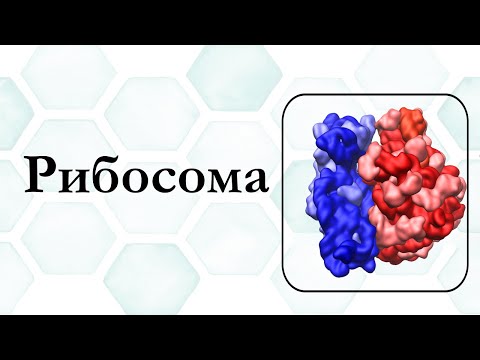 ЕГЭ-БИОЛОГИЯ.ЦИТОЛОГИЯ.РИБОСОМА