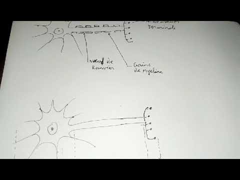 Vidéo: Quels sont les neurones myélinisés ?