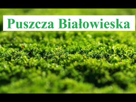 Wideo: Puszcza Białowieska jest skarbem narodu