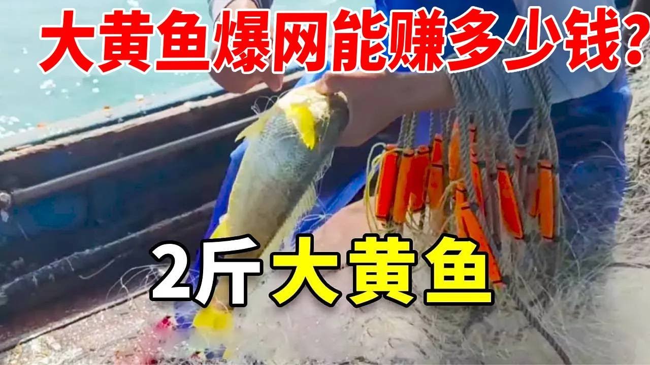 今天运气不错，大红斑、大黄鱼都来了！一起来看看能卖多少钱！#捕鱼 #渔民 #鱼