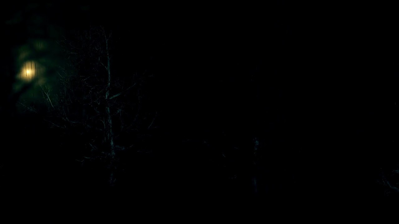 DARK FOREST VIDEO FOOTAGE - THE DARK FOREST AT NIGHT FREE HD VIDEO FOOTAGE - 28