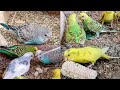 Love Birds | Australian Parrots | Budgies Breeding Pair | Budgies Family🦜🐦😘💕