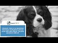 CBD Oil for Cavalier King Charles Spaniels – How Cannabis Hemp Tincture Can Help CBD Oil for Cavalier King Charles Spaniels – How Cannabis Hemp Tincture Can Help