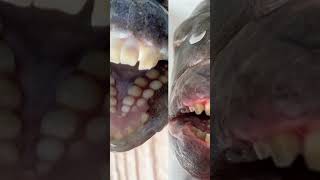 The Fish with Human Teeth | Fascinating Horror Shorts