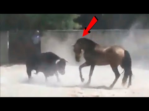 شاهد قوة الخيول عندما تغضب على الحيوانات الاخرى  ...
