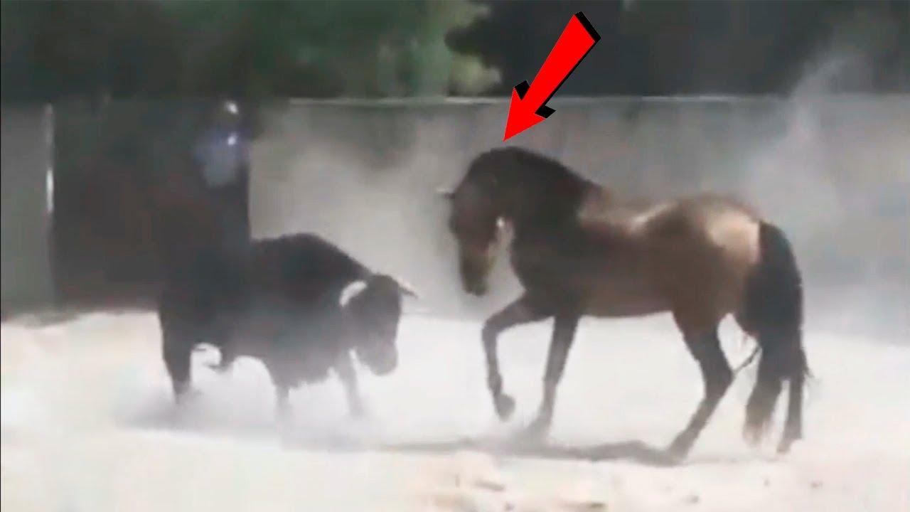 شاهد قوة الخيول عندما تغضب على الحيوانات الاخرى  ...