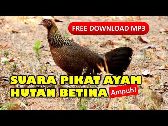 Suara Ayam Hutan Betina Memanggil Jantan (FREE DOWNLOAD MP3) class=