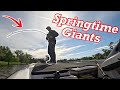 Catching GIANT Springtime Bass (NEW BOAT)