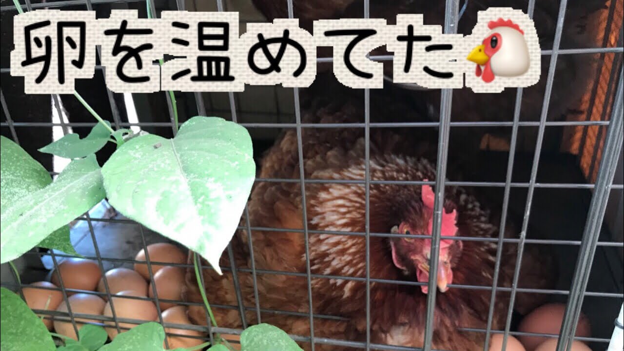卵を温めるニワトリ Youtube
