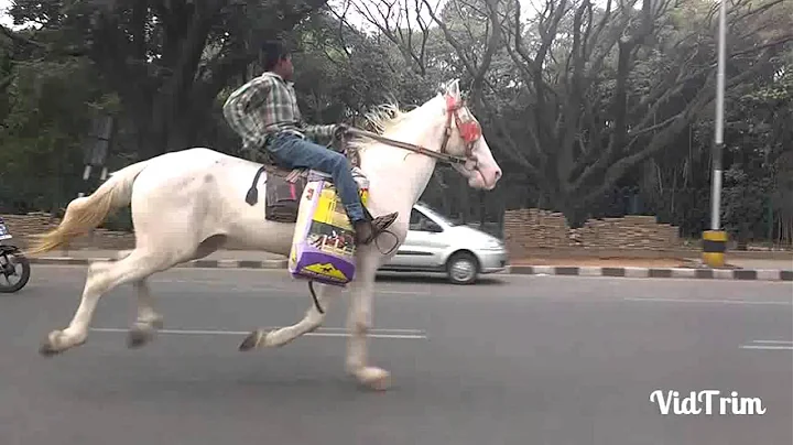 Watch Boy in Bangalore city riding horse - DayDayNews