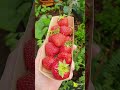 Strawberries For Brain Health