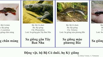 Động vật, bộ Bộ Có đuôi, họ Kỳ giông cóc phương salamandra triturus animal corsica atra granulosa