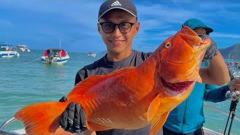 Câu Jig Côn Đảo - Khám Phá Ăn Uống Và Câu Cá ( 70kg Cá )