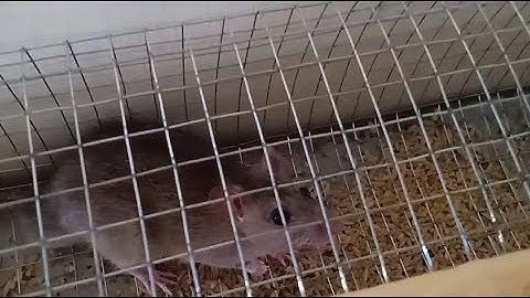 Bẫy chuột tự động bằng hom và cách xử tử em chuột