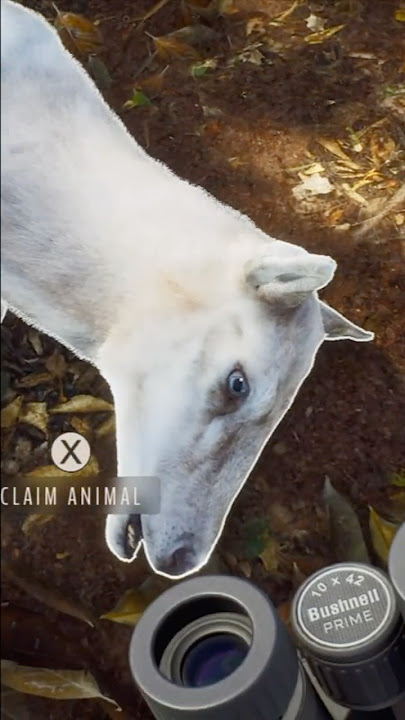 ALBINO RED DEER HIND TAKEN AT 94 METERS WITH THE BEAR CROSSBOW IN #Wayofthehunter ! #crossbowhunting