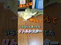 リトルシスター#shorts #インコ #セキセイインコ