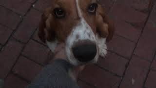 Basset Hound puppy by Ceemoon the Basset Hound 5,287 views 3 years ago 48 seconds