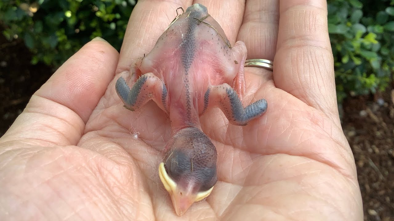 Saving a baby bird fall out from nest (FILAM Couple) - YouTube