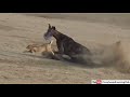 greyhounds stretching their legs with full speed while chasing wild rabbit