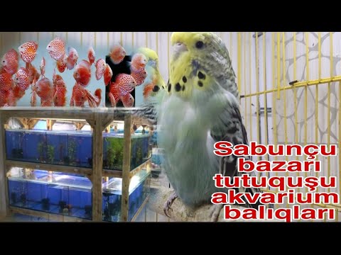 Video: Akvarium tutuquşu balığı
