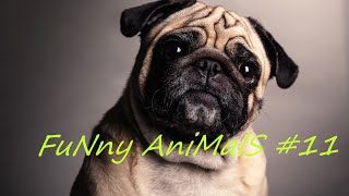 FuNny AniMalS #11 // Смешные видео с животными // Приколы с животными // Смешные животные 2020