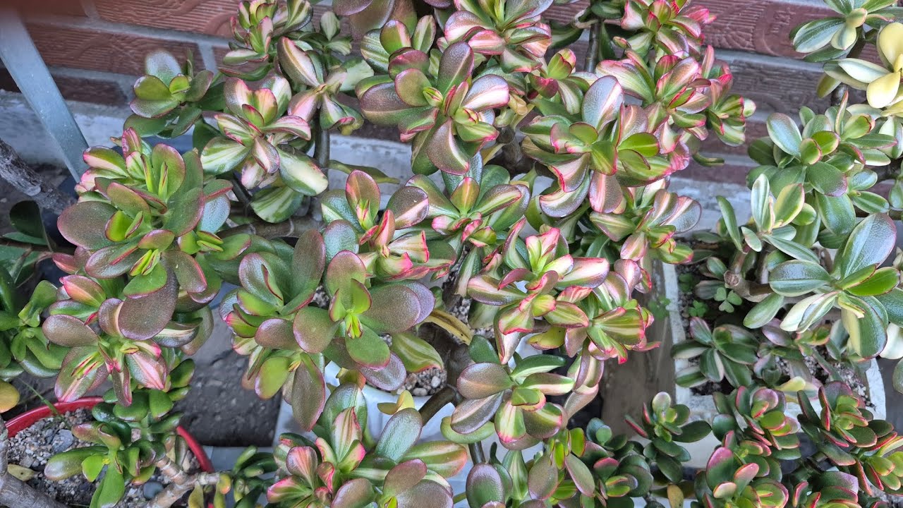 염좌의종류#황금염좌#덕양갈매기#꽃염좌#골드코인염좌#오스비큐어#온돌라타# 일본영좌#정화네염좌들...