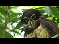 Birds of Costa Rica