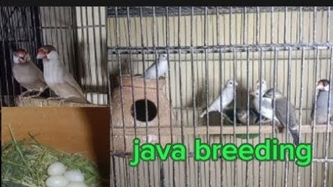 Java breeding progress How to get maximum healthy chicks