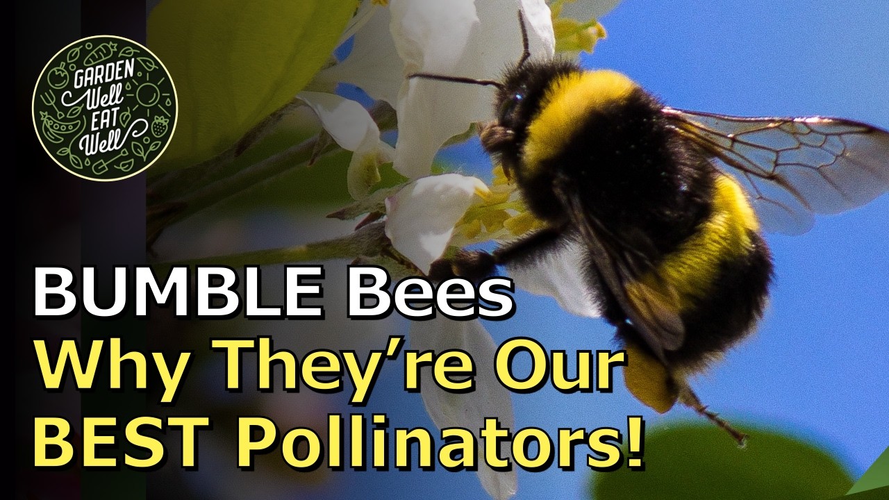 Why BUMBLE Bees Are Truly Our BEST Pollinators! But They Need Our Help