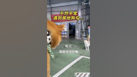 柴犬看到狗就想修理 店員一招遮眼秒變乖 ‪@吃瓜第一排teatime‬