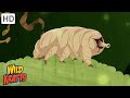 Tardigrade Survival Quiz