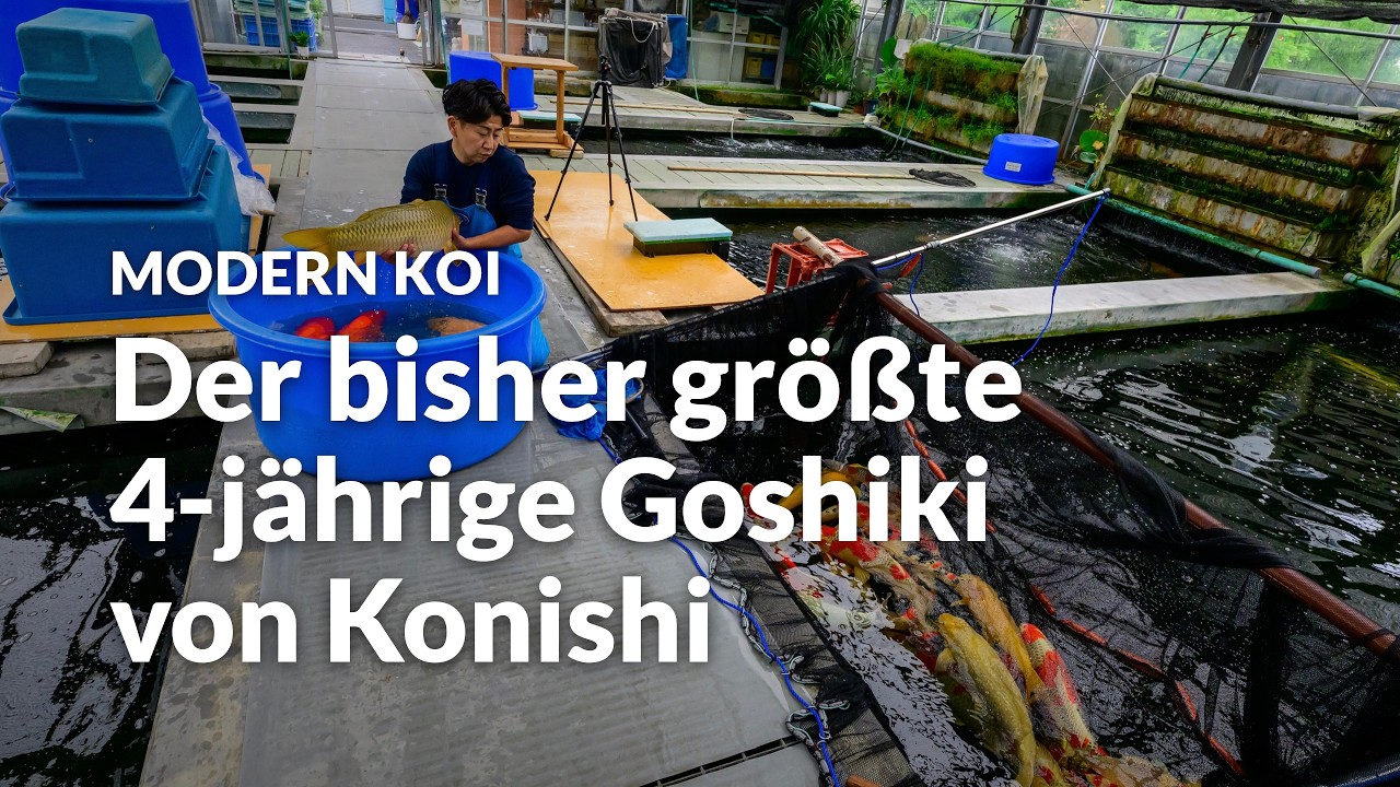Die gigantischen Aufzucht-Koi im Glashaus | Modern Koi Blog #