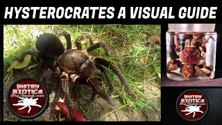 Hysterocrates Species ~ A Visual Guide (Whitey Exotics)