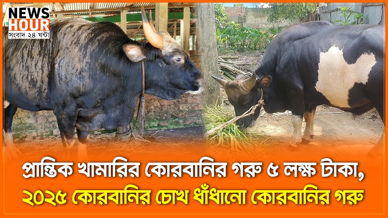 প্রান্তিক খামারির কোরবানির গরু ৫ লক্ষ টাকা, ২০২৫ কোরবানির চোখ ধাঁধানো কোরবানির গরু | News Hour