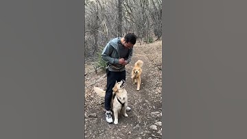 Testing my puppy’s recall off leash with high distractions