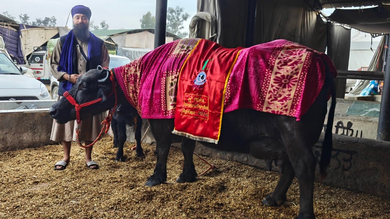 ਪੰਜਾਬ ਸਿੰਘ ਦੀਆਂ ਮੱਝਾਂ ਨੇ ਮਾਰੀ ਬਾਜ਼ੀ, ਮੁਰਾਹ ਮੱਝਾਂ ਦਾ ਦੁੱਧ ਚੁਆਈ ਮੁਕਾਬਲਾ ਕੀਤਾ ਆਪਣੇ ਨਾਮ, Winners 