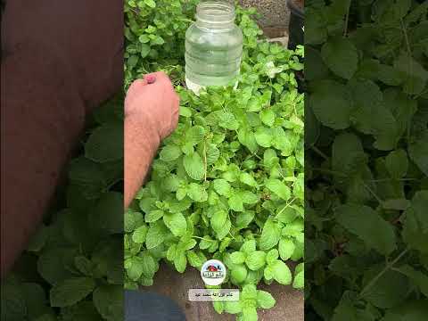 أفضل سماد لتسميد النعناع